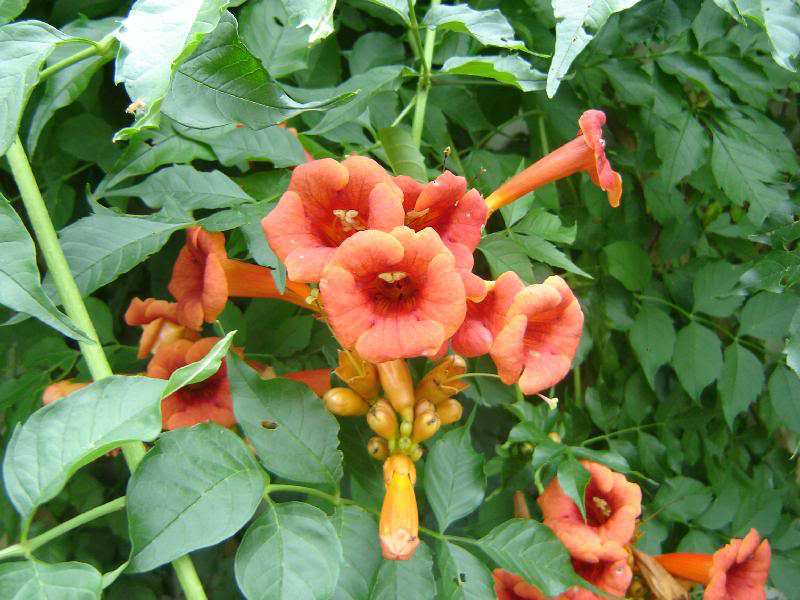 Εικόνα 9.29 Bignonia campsis κάµψις Οικογένεια : Bignoniaceae Καταγωγή : Βόρεια Αµερική Περιγραφή : Φυτό αναρριχώµενο, φυλλοβόλο. Ταχύτητα ανάπτυξης γρήγορη.