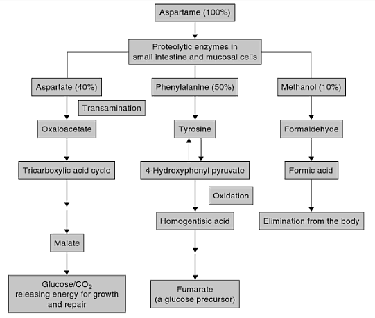 Metabolizam: Aspartam se resorbuje kao dipeptid; nakon resorpcije se razlaže do L-asparaginske kiseline, fenilalanina i metanola Putevi razgradnje aspartama u organizmu Asparaginska kiselina je