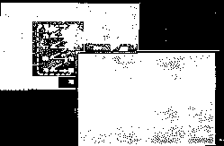 (Dual Independent Map