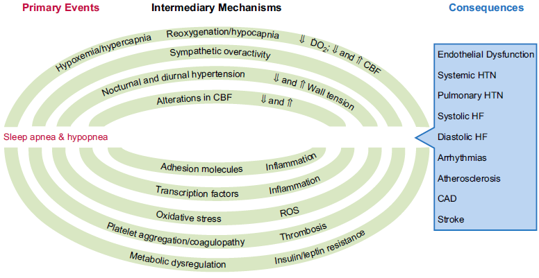 Σύνδρομο απνοιών-υποπνοιών ύπνου ( ΣΑΥΥ) και CVD