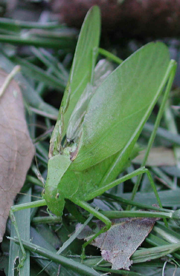 Εικ. 8 Katydid γνωστό και