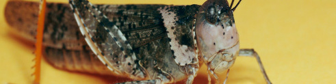 pallidipennis