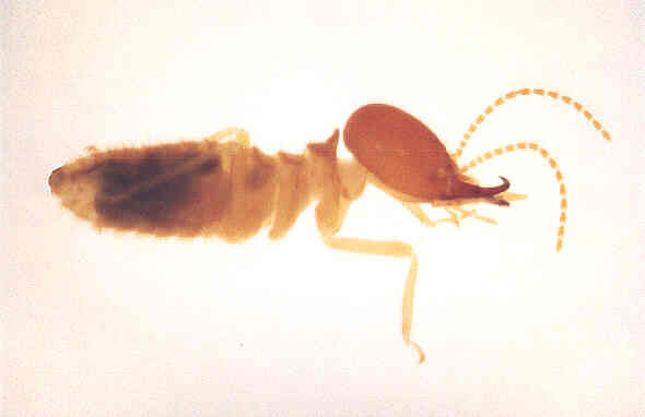 Pterygota της
