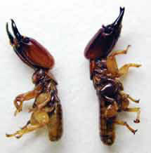 Isoptera Εικ. 14.