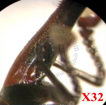 Οικολογία 6 Το Rhynchophorus ferrugineus προσβάλει πολλά είδη φοινικοειδών όπως