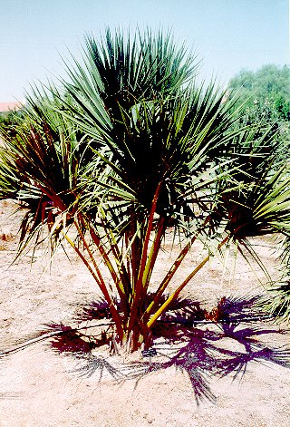 Causiarum, Tranchycrpus fortunei, Washingtonia filifera κ.α.