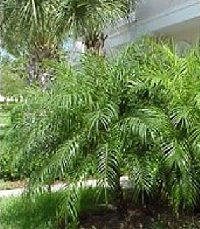 Τα είδη Chamaerops humilis και Washingtonia robusta αναφέρονται ως ανθεκτικά στο