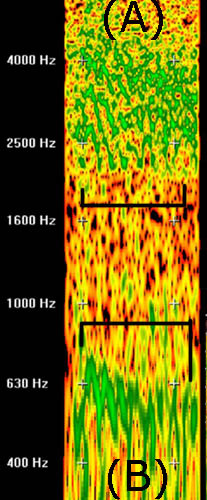 Συχνότητες που βρίσκονται κάτω από τα 1000Hz σχετίζονται µε το ξύλο, πού είτε πρόκειται περί ανακλάσεων είτε περί τριβής της προνύµφης πάνω σε αυτό. Στα φασµατογραφήµατα 5.5, 5.6 και 5.