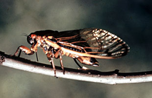 Grasshoppers Εικ.