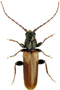 beetle ή