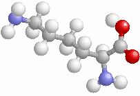 CH(NH2)-COOH Λευκίνη Leucine L