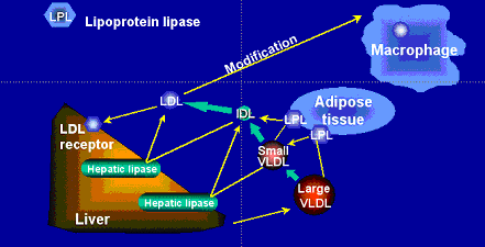 σχ.ενδογενής οδός μεταβολισμού των λιπιδίων Οι VLDL συντίθενται στο ήπαρ από τα ενδοηπατικώς παραγόμενα τριγλυκερίδια και εστέρες χοληστερόλης.