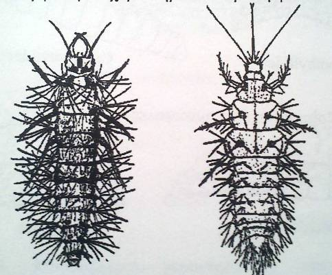 Προνύμφες Neuroptera Ευκέφαλες 3 ζεύγη