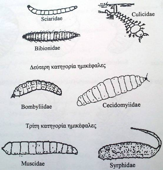Προνύμφες Πρώτη κατηγορία Diptera