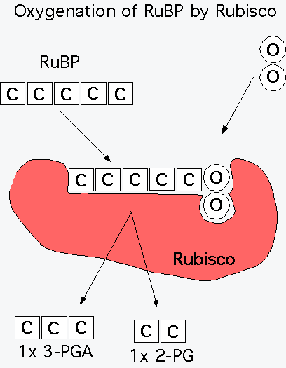 φωτοσύνθεση 2 + RuBP φωτοαναπνοή