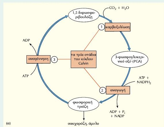 1. Καρβοξυλίωση της 1,5- διφωσφορικής ριβουλόζης (RuBP) προς 2 μόρια 3- φωσφογλυκερινικού οξέος (3-PGA).