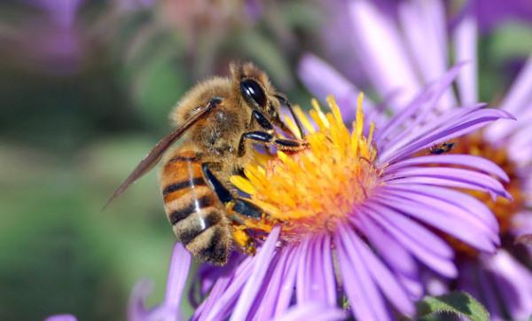 ΜΕΛΙΣΣΑ Οι μέλισσες ανήκουν στην κατηγορία των εντόμων που παρουσιάζουν σαφή ιεράρχηση και ζουν σε μεγάλες οικογένειες, μέσα σε κυψέλες.