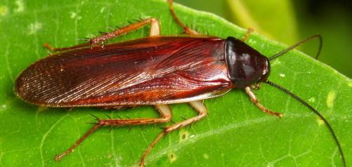 ΚΑΤΣΑΡΙΔΑ Οι κατσαρίδες είναι έντομα, τα οποία αποτελούν μια τάξη: τα Βλαττοειδή (Blattodea, Blattaria). Υπάρχουν περίπου 3.