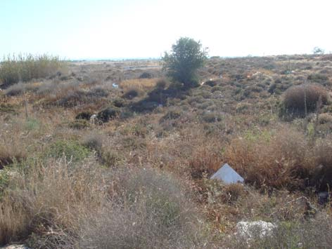Μεγάλη έκταση καλύπτει επίσης και η ακακία του είδους Acacia saligna, η οποία όμως δεν αποτελεί ιθαγενές είδος της Κύπρου και γίνονται προσπάθειες απομάκρυνσής της.
