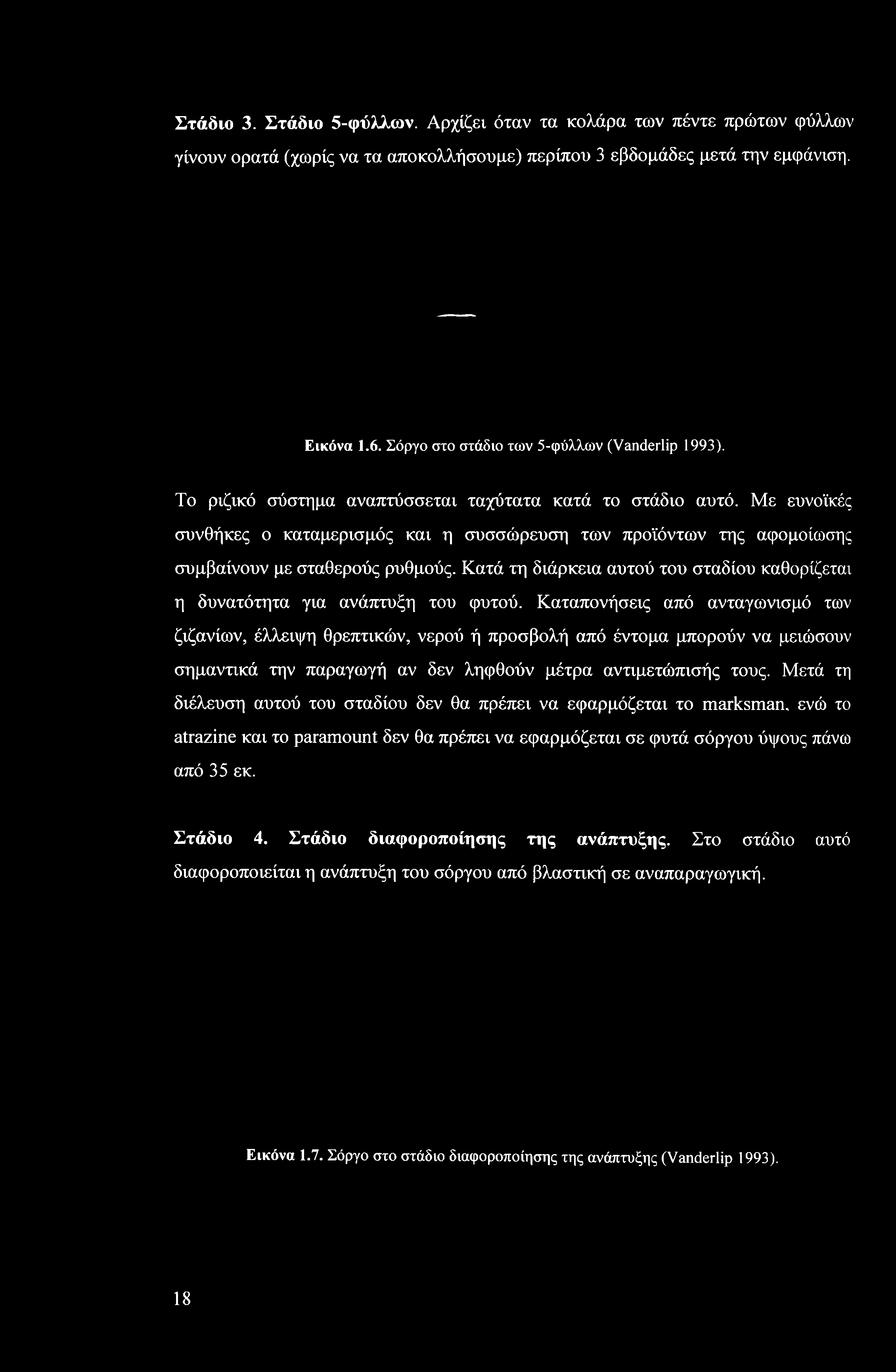 Με ευνοϊκές συνθήκες ο καταμερισμός και η συσσώρευση των προϊόντων της αφομοίωσης συμβαίνουν με σταθερούς ρυθμούς. Κατά τη διάρκεια αυτού του σταδίου καθορίζεται η δυνατότητα για ανάπτυξη του φυτού.