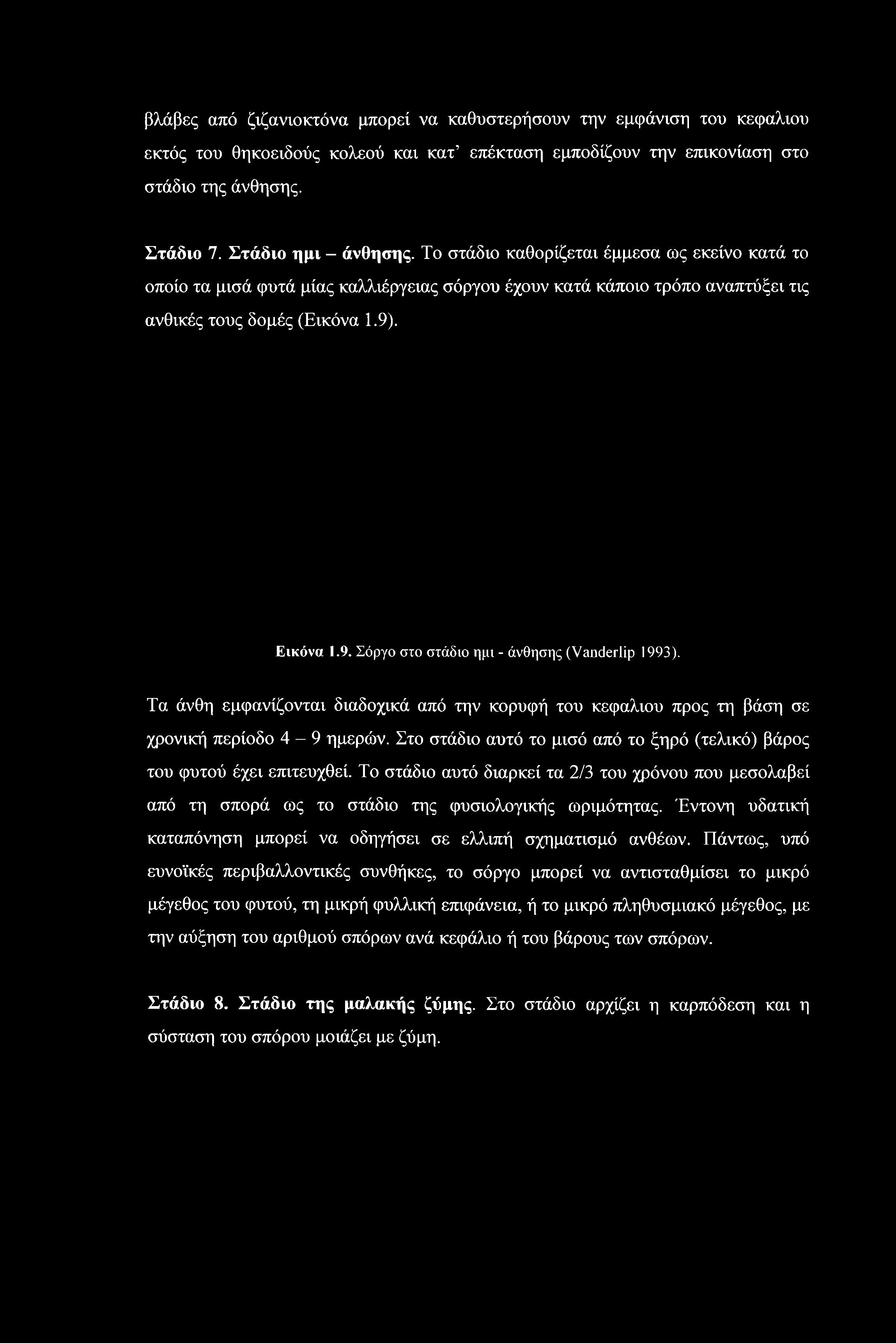 . Εικόνα.9. Σόργο στο στάδιο ημι - άνθησης (Vanderlip 99). Τα άνθη εμφανίζονται διαδοχικά από την κορυφή του κεφαλιού προς τη βάση σε χρονική περίοδο 4-9 ημερών.