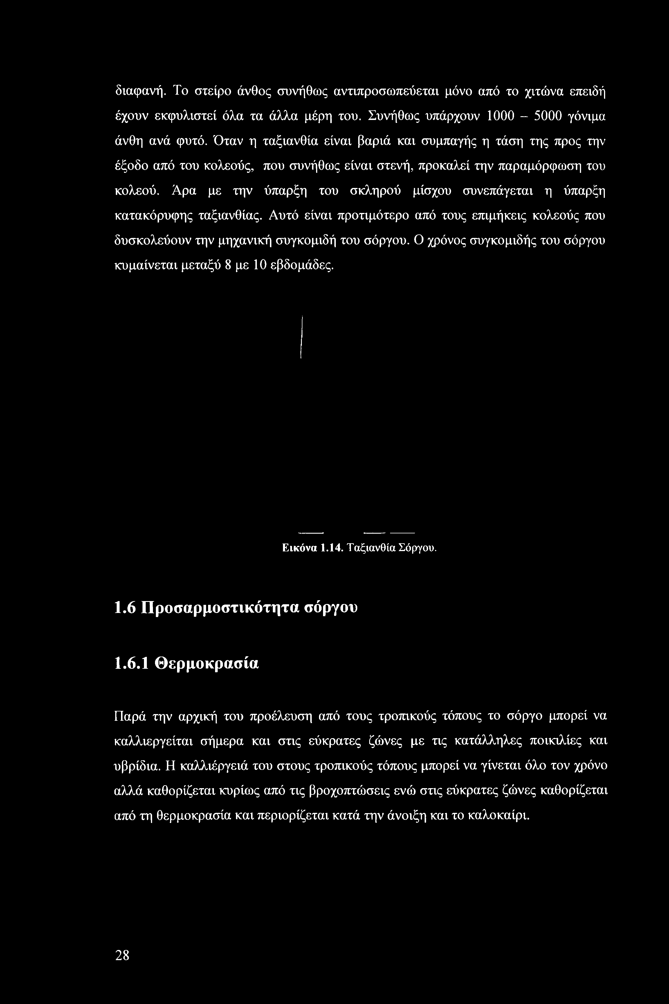 Άρα με την ύπαρξη του σκληρού μίσχου συνεπάγεται η ύπαρξη κατακόρυφης ταξιανθίας. Αυτό είναι προτιμότερο από τους επιμήκεις κολεούς που δυσκολεύουν την μηχανική συγκομιδή του σόργου.