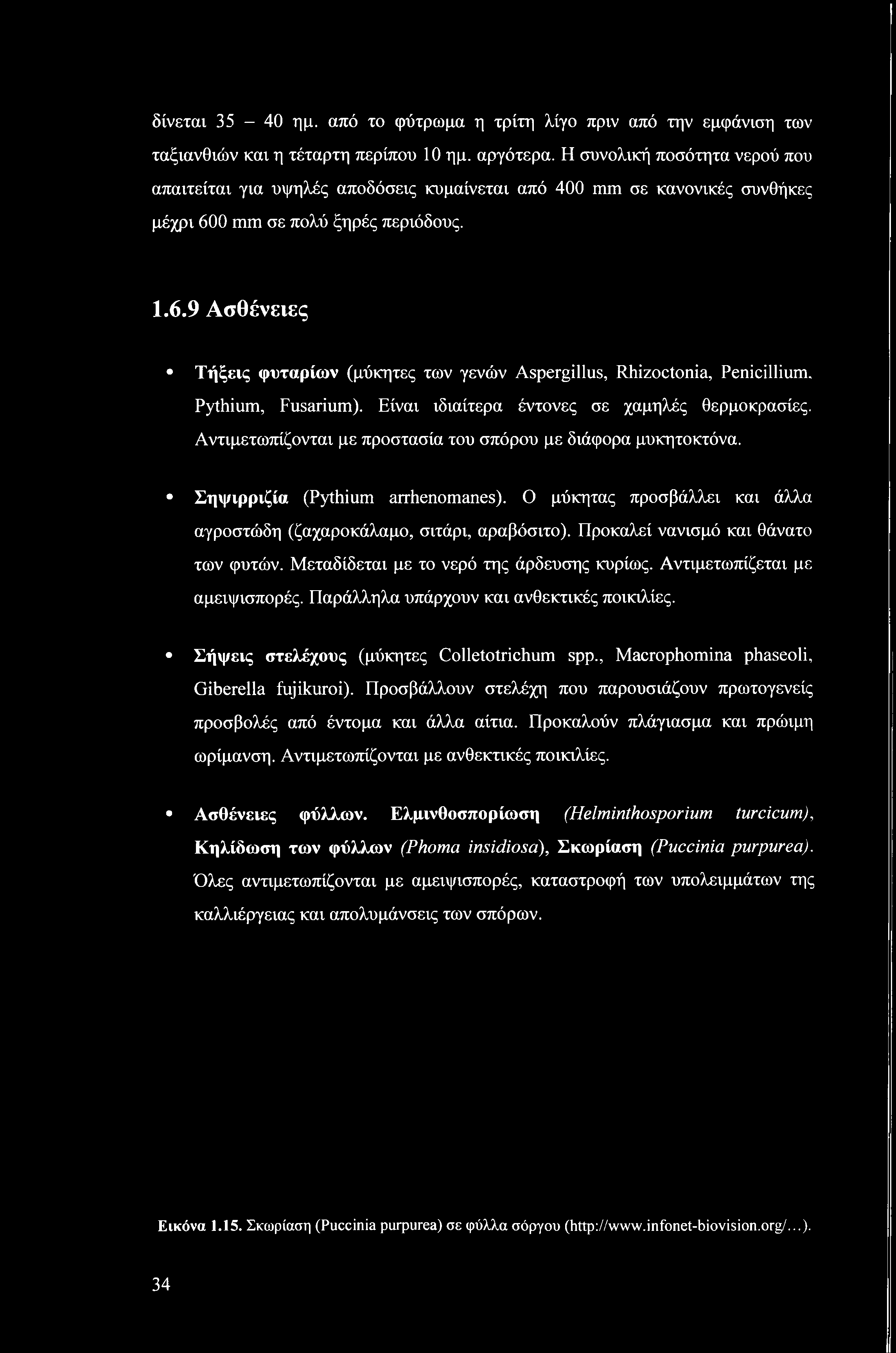 Pythiu, Fusariu). Είναι ιδιαίτερα έντονες σε χαμηλές θερμοκρασίες. Αντιμετωπίζονται με προστασία του σπόρου με διάφορα μυκητοκτόνα. Σηψιρριζία (Pythiu arrhenanes).