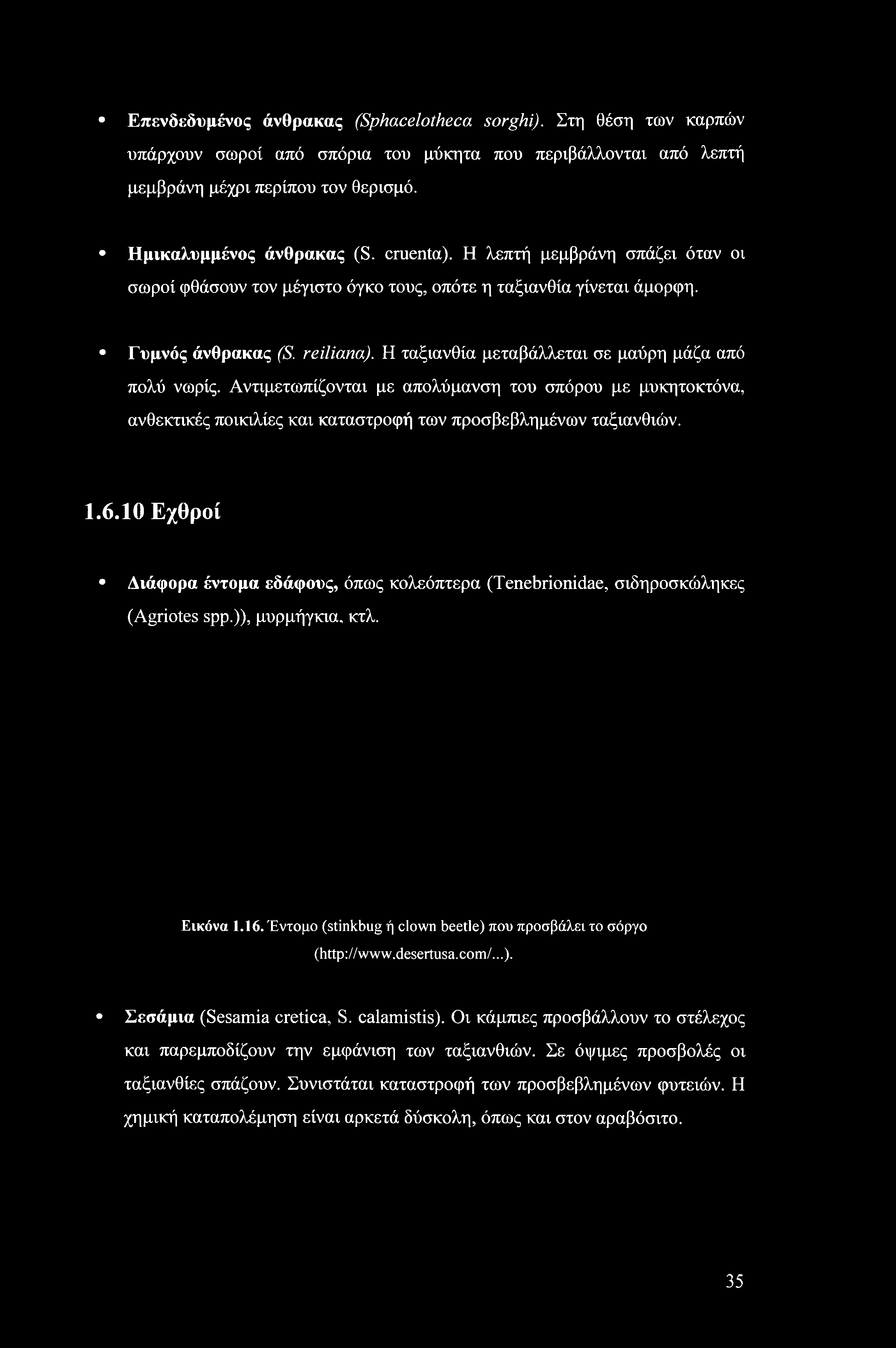 Αντιμετωπίζονται με απολύμανση του σπόρου με μυκητοκτόνα, ανθεκτικές ποικιλίες και καταστροφή των προσβεβλημένων ταξιανθιών..6.