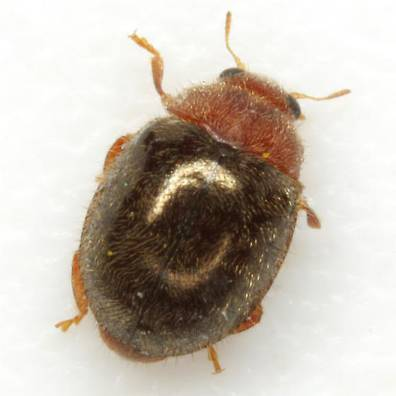 Coccinelidae (9) Μαύρο