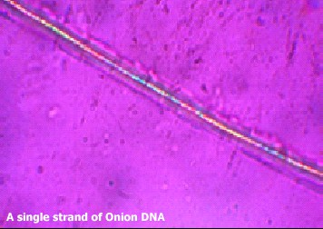 ΜΙΚΡΟΣΚΟΠΙΟ Επαναδιαλύω το δείγμα DNA /RNA σε διάλυμα NaCl 5% κ.