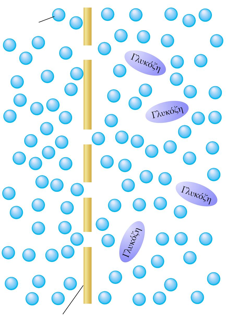 Ώσμωση Μόριο νερού Μεμβράνη Το φαινόμενο κατά το οποίο ο διαλύτης (νερό) ρέει μέσω μιας ημιπερατής μεμβράνης προκειμένου να εξισώσει τις συγκεντρώσεις της διαλυμένης