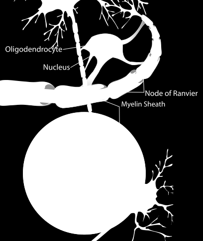 Νευρώνες και γλοιακά κύτταρα (5/9) Εικόνα 2 Τα ολιγοδενδροκύτταρα