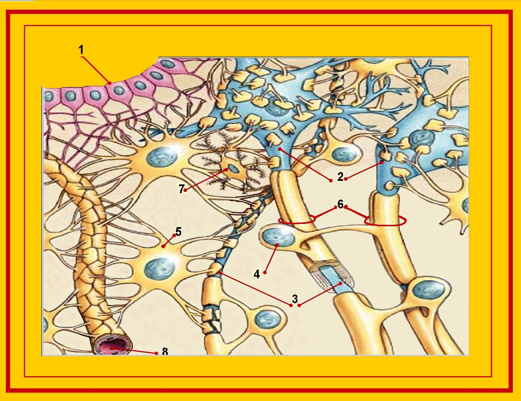Νευρώνες και γλοιακά κύτταρα (9/9) 1. Ependymal cells 2. Neurons 3. Axon 4.