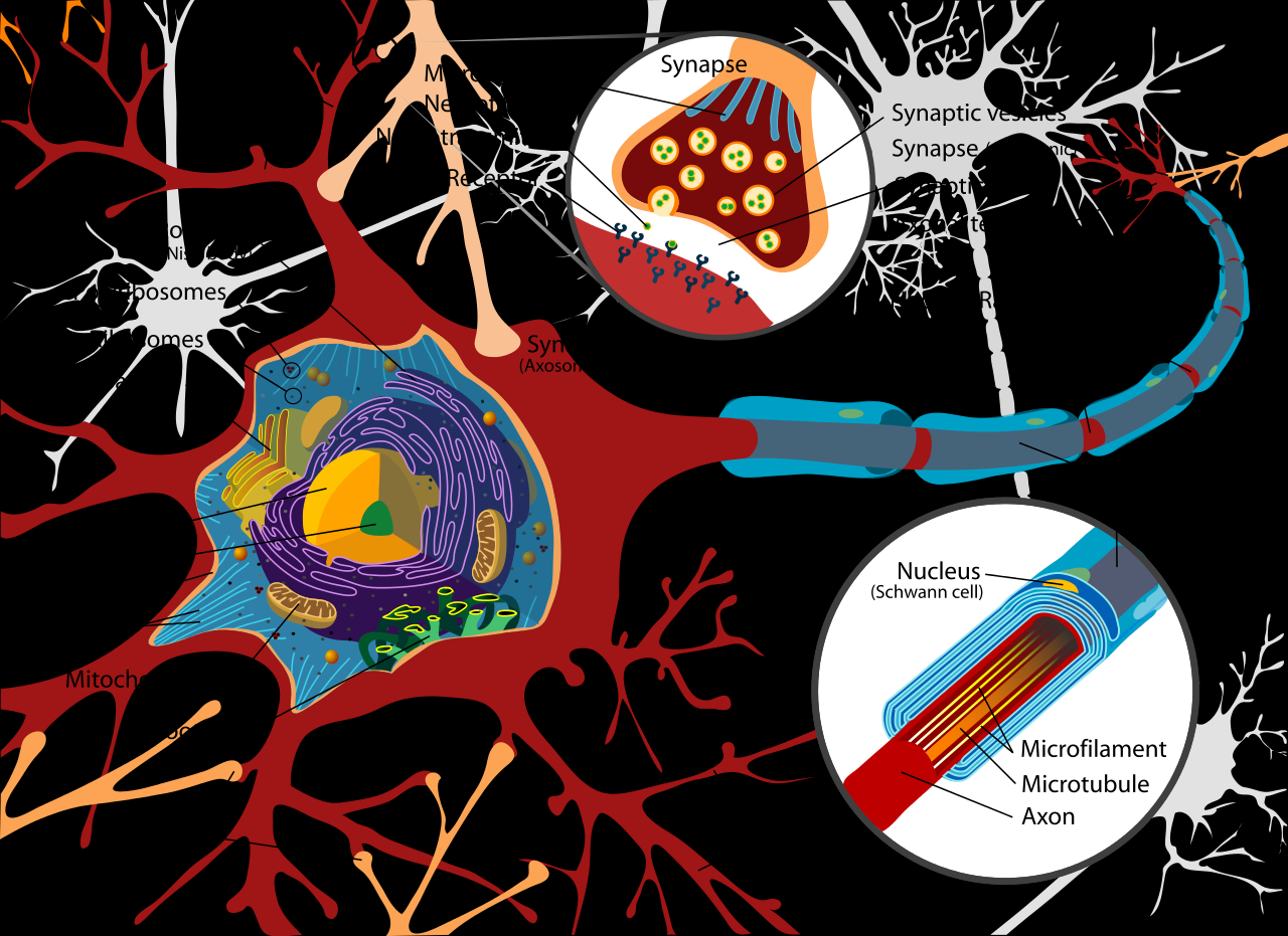 Νευρώνες