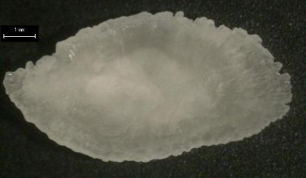 7,18mm (x5 μεγέθυνση) 33 Δ: 32,5 μηνών, Lo = 9,13mm (x5