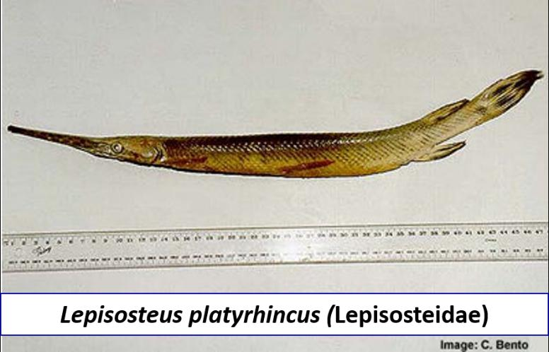 Poliodontidae Lepisosteidae Acipenseridae 8
