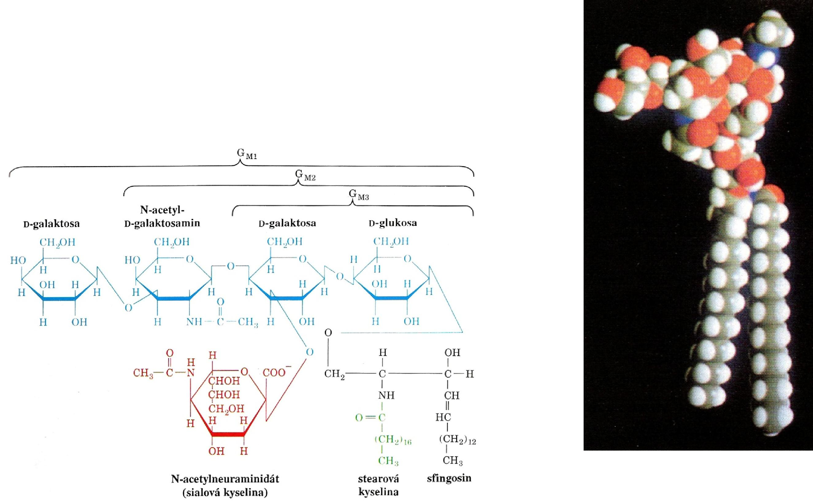 SFINGOGLYKOLIPIDY (POKRAČOVANIE) ganglizidy sacharidvá