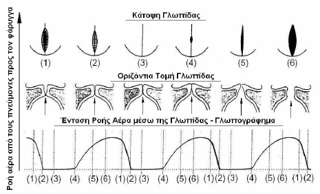 πάλλονται (ταλαντώνονται) στην γλωττίδα ή διατηρούνται ακίνητες, αντίστοιχα.
