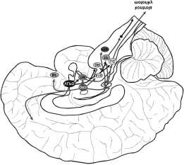 5 Úloha neurotransmiterov v regulácii fyziologických procesov 149 Obr. 5.3 Schematické znázornenie zoskupení neurónov modulujúcich procesy spánku a bdenia.