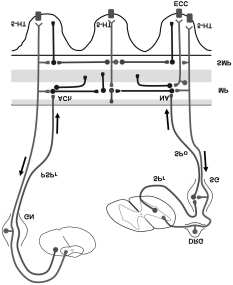 158 NEUROTRANSMITERY (Toda a Herman, 2005). Neuróny v gastrointestinálnom trakte syntetizujú viacero neurotransmiterov.