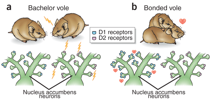 Nature Neuroscience 9, 7 8 (2006)