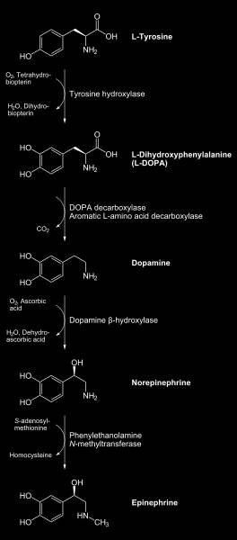 Myndun Dopamins í líkamanum Fer aðallega fram í taugavef og medulla nýrnahepanna Forverinn er amínósýran Tyrosin sem er tekinn upp af velunum sem mynda dópamin Ensímið Thyrosin hydroxylasi bæmr