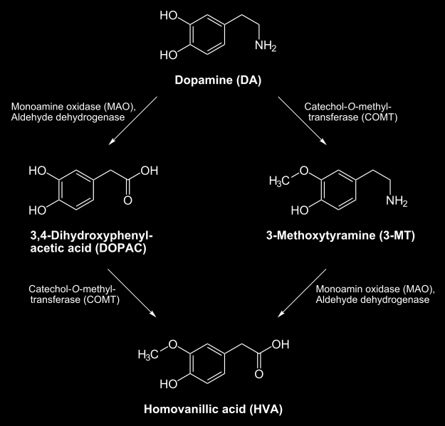 Niðurbrot Dopamins Í tauginni eru tvo ensím sem brjóta niður endurupptekið dopamin Monoamin oxidasi MAO DOPAC Catechol O Methyl trasferasi COMT 3 MT Lokaafurðin er í báðum