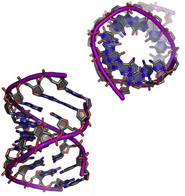 περιλαμβάνουν τις A-DNA, B-DNA και Z-DNA μορφές, μολονότι μόνο τα B-DNA