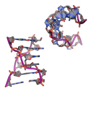 (i) A-DNA (ii) B-DNA (iii) Z-DNA Σχήμα 5: Οι πιο κοινές διαμορφώσεις