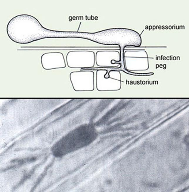 ΕΞΕΙΔΙΚΕΥΜΕΝΕΣ ΔΙΑΦΟΡΟΠΟΙΗΣΕΙΣ ΥΦΩΝ (3) Μυζητήρες (Haustoria) Υποχρεωτικά παράσιτα φυτών Προεκβολές στο εσωτερικό κυττάρων