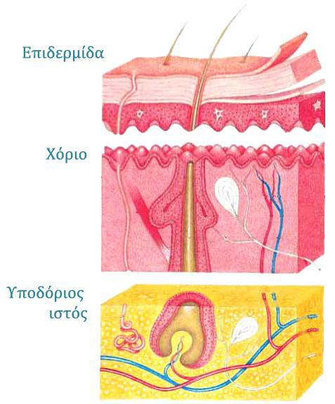 ΚΕΥΑΛΑΙΟ 1 ΣΟ ΑΝΘΡΩΠΙΝΟ ΔΕΡΜΑ 1.