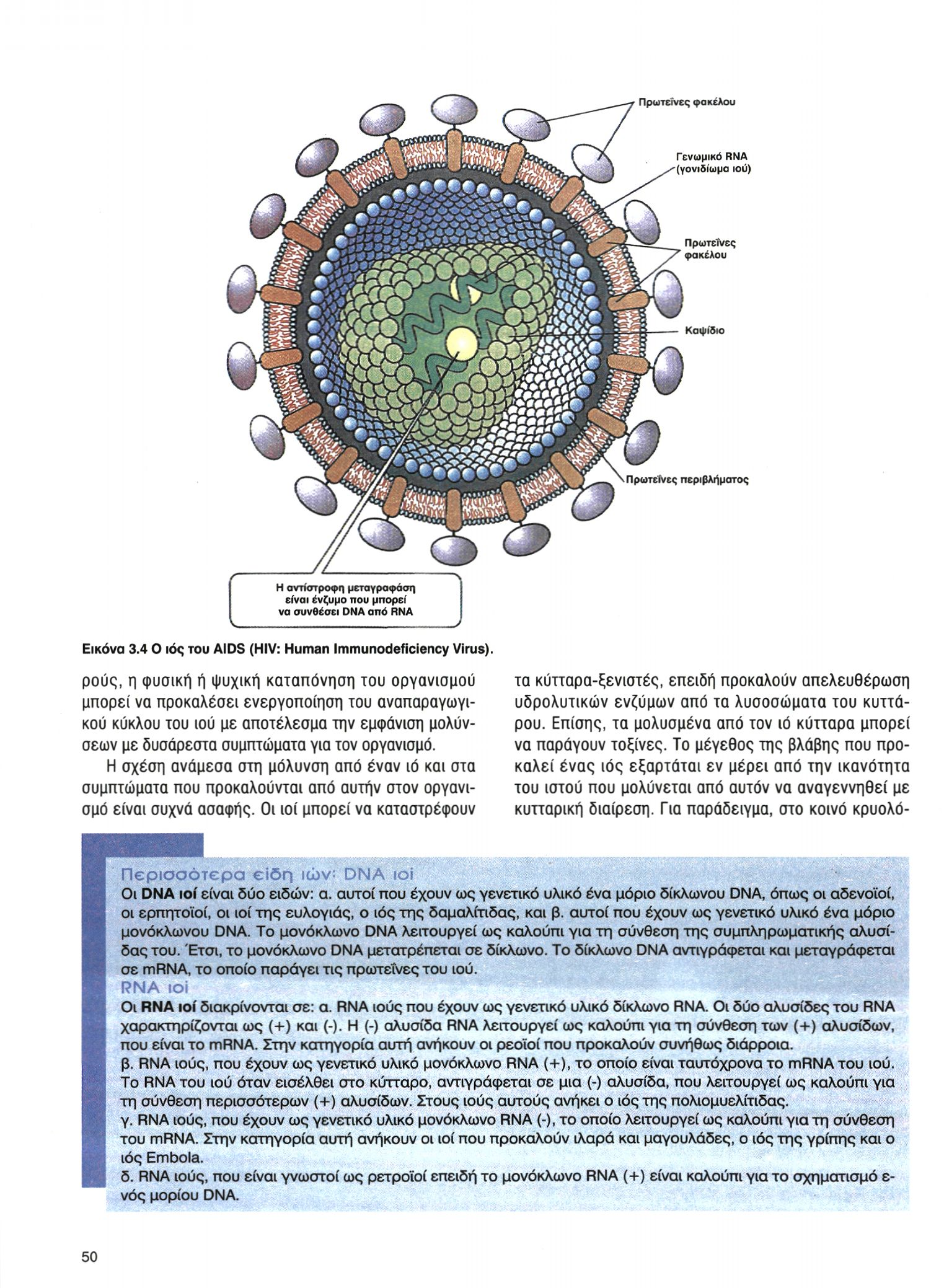 Εικόνα 3.4 Ο ιός του AIDS (HIV: Human Immunodeficiency Virus).