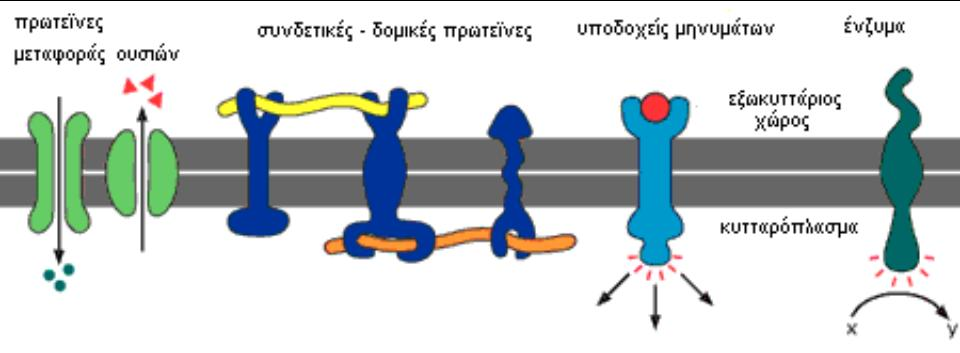 Λειτουργίες «ενσωματωμένων» μεμβρανικών πρωτεϊνών 1.Υποδοχείς 2.Ένζυμα 3.