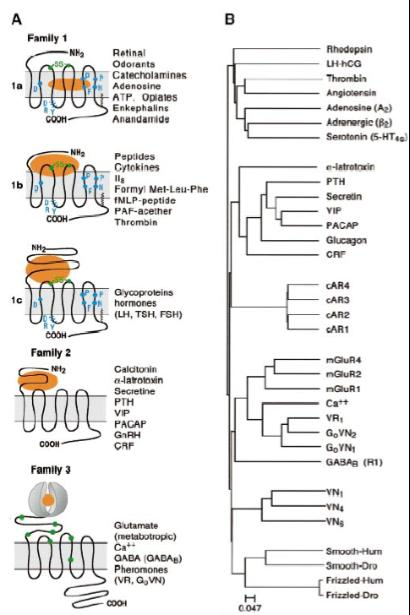 GPCR classes or superfamilies Class A: Rhodopsin-like Largest family Conserved
